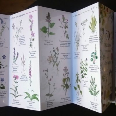 50 plantes communes de Bretagne