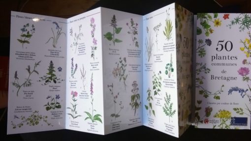 50 plantes communes de Bretagne
