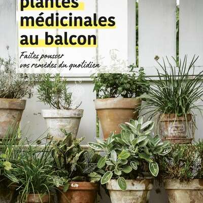Plantes médicinales au balcon