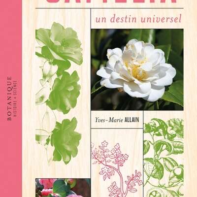 Camélia, un destin universel