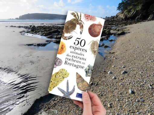 50 espèces animales des estrans rocheux en bretagne