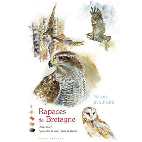 rapaces de Bretagne